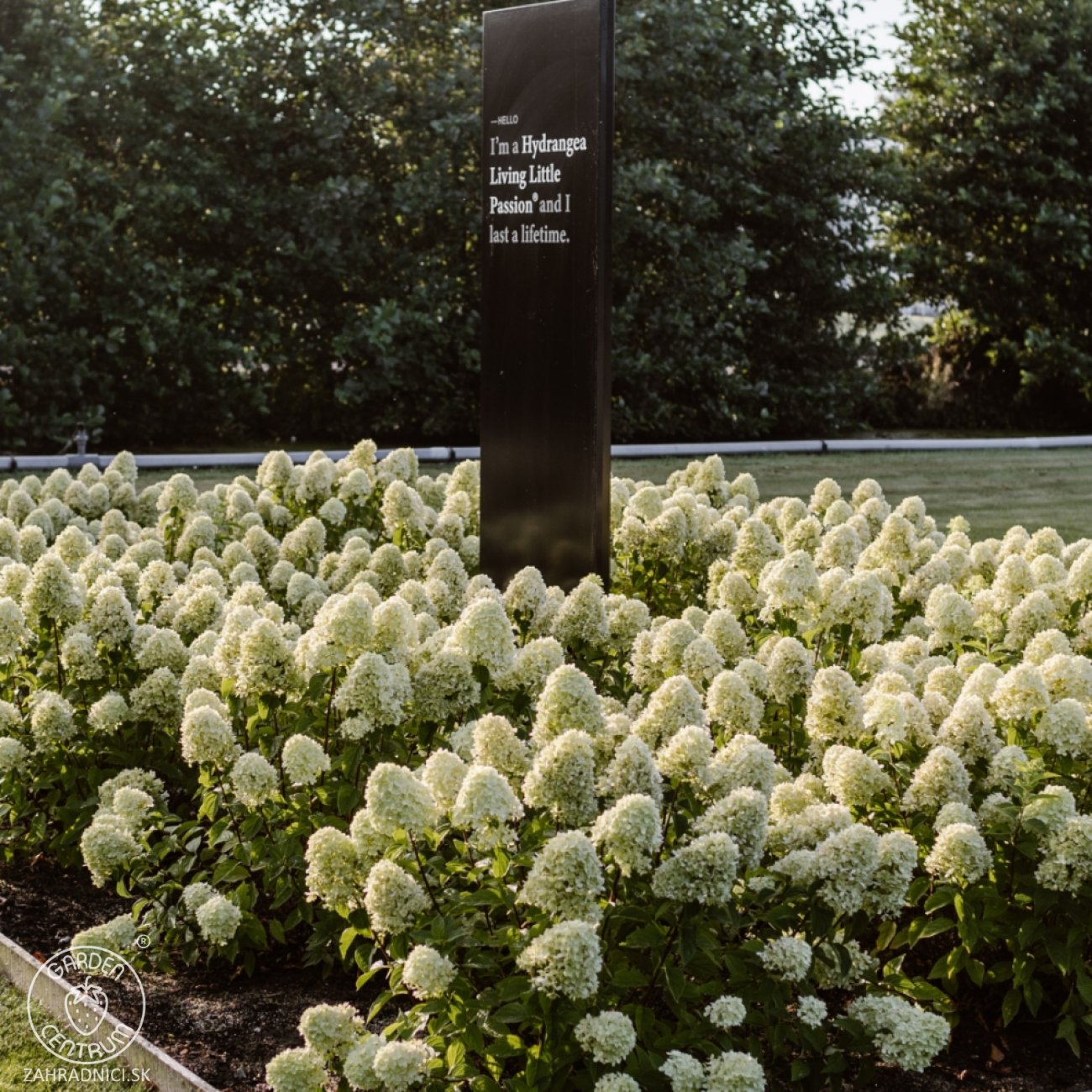 Obrázok Hortenzia metlinatá (Hydrangea paniculata) ´LIVING LITTLE PASSION´® by LIVING CREATIONS® výška 20-30 cm, kont. C1,5L